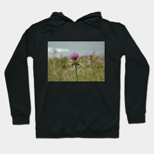 A lone purple thistle Hoodie